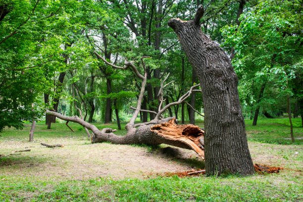 Mulching Services in Atwater, MN