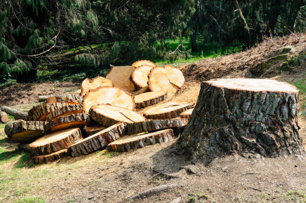 How Our Tree Care Process Works  in  Atwater, MN